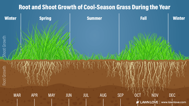 Lawn Care Basics for a Verdant Garden